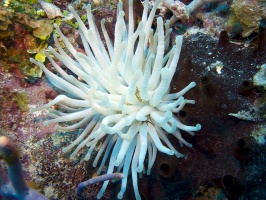 IMG 3258 Great Anemone